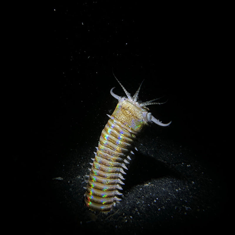 DIVEVOLK Snoot for SL20