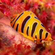 DIVEVOLK Underwater +8 Close-up Wet Lens