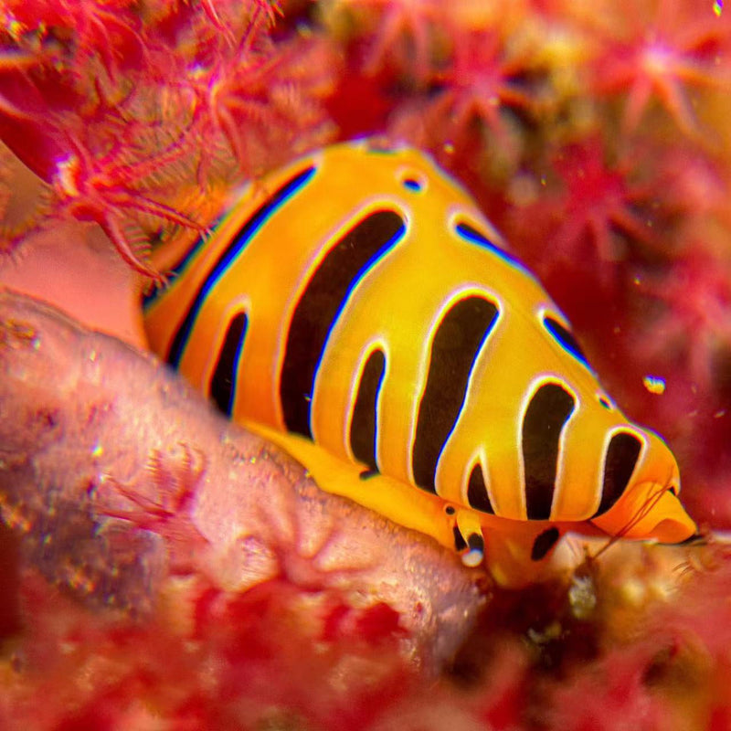 DIVEVOLK Underwater +8 Close-up Wet Lens