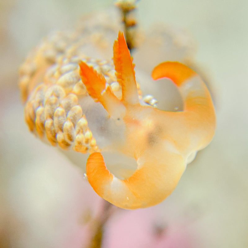 DIVEVOLK Underwater +8 Close-up Wet Lens