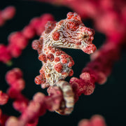 DIVEVOLK Macro Lens PRO +18