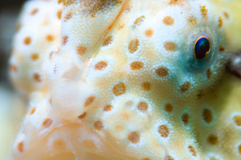DIVEVOLK Macro Lens PRO +18
