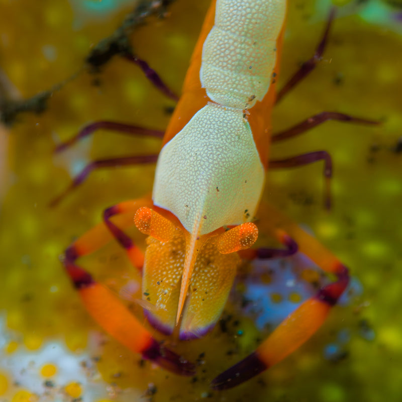 DIVEVOLK Macro Lens PRO +18