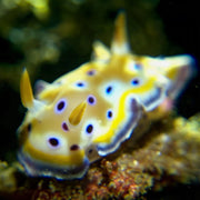 DIVEVOLK Underwater +8 Close-up Wet Lens
