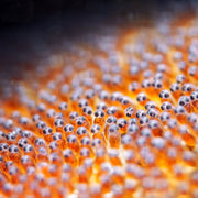 DIVEVOLK Macro Lens PRO +18