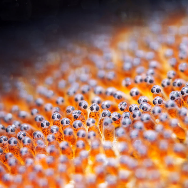 DIVEVOLK Macro Lens PRO +18